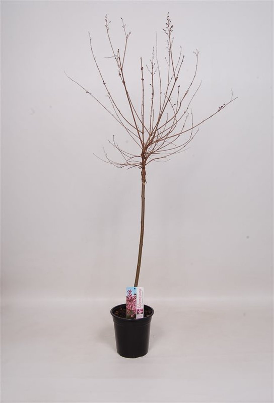 Syringa Bloomerang Pink Perfume - 60 CM Stem C3